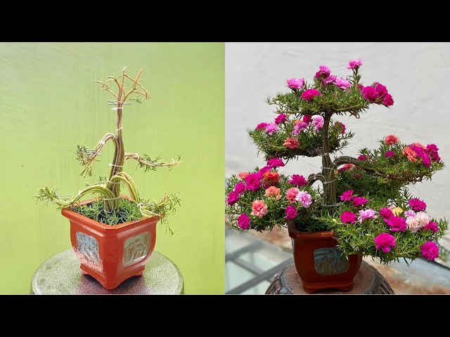 How To Make Moss Rose | Portulaca Grandiflora Bonsai With Small Zinc Sticks | Mẹo Vặt Cuộc Sống class=
