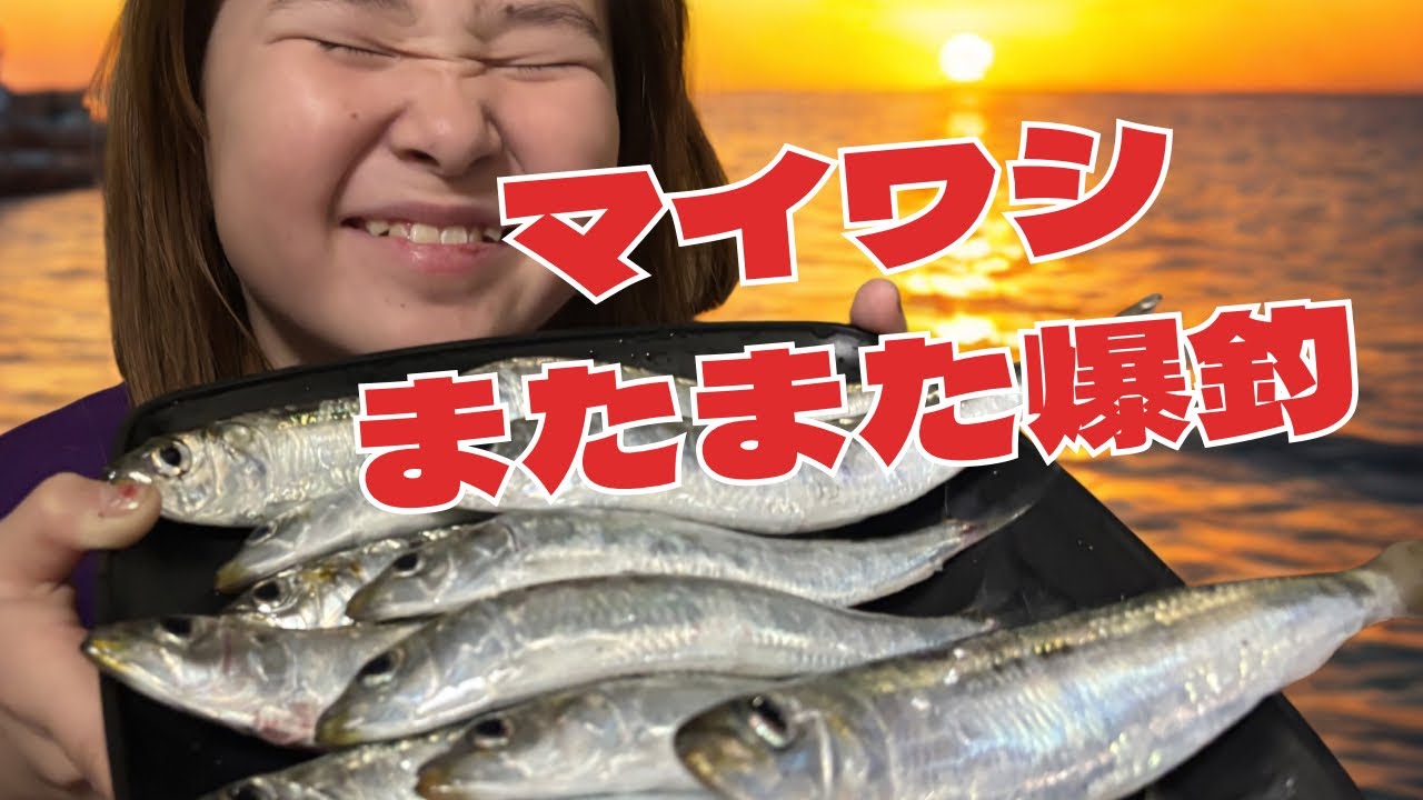 【三崎港】イワシ祭り！またまた爆釣  #釣りガール #釣り #三崎港 #爆釣 