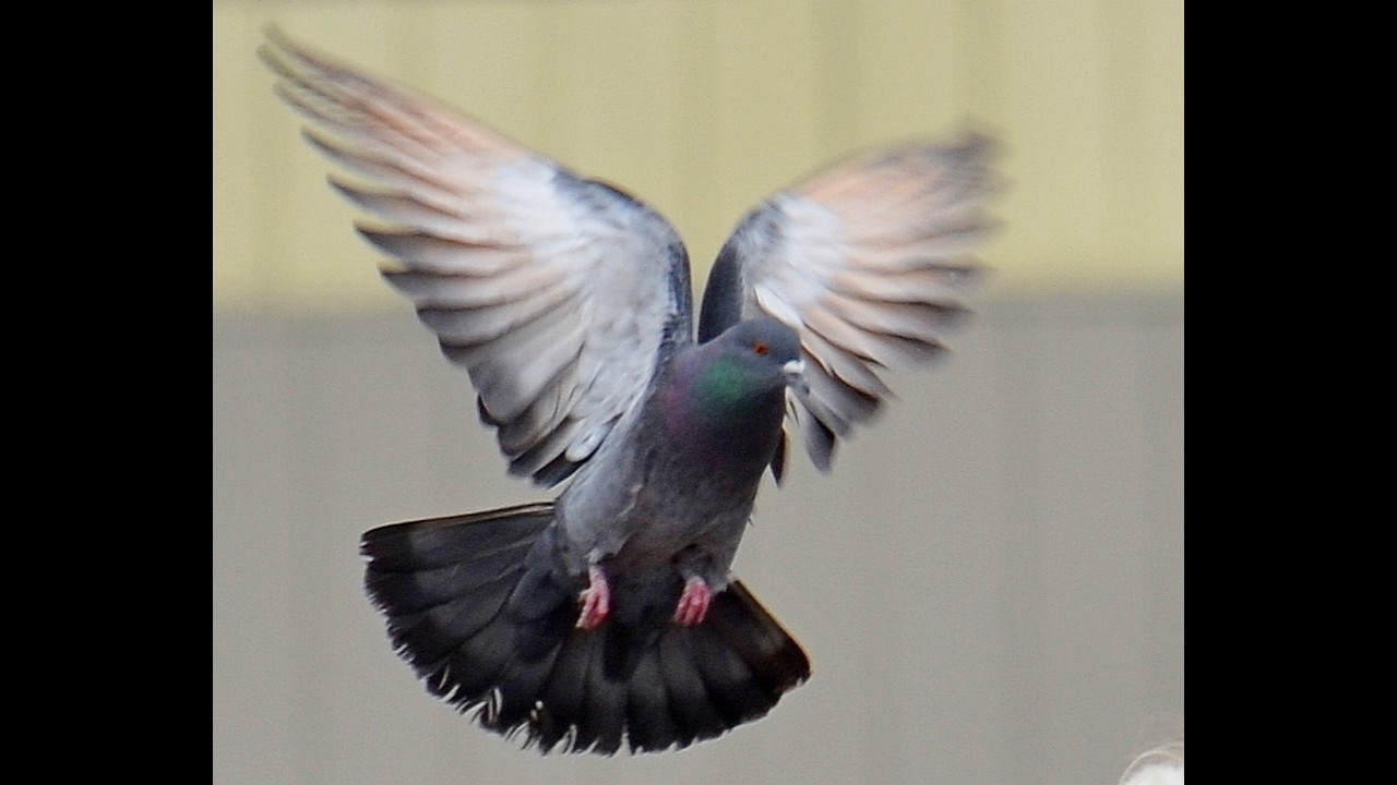 Посылайте друг другу  Любовь, и вы станете не просто Коллективным Сознанием - вы станете ТВОРЦАМИ!