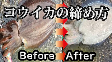 イカタコ締める イカタコ締める
