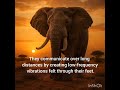 elephant interesting facts #informative #aivideo #elephant #trending #TheAiAnthology