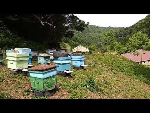 საფუტკრე 2019 წაბლის ღალაზე  Georgian  Beekeeping