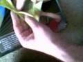 Folding (and breading) Paper Cranes