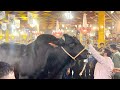 Boss bull win all pakistan heavyweight bulls competition faisalabad 2024 cattlemarket cowmandi