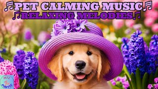 DE-STRESS & CALM YOUR DOGS!🐕💖🐩Care for Your Pets in💜”Make May Purple Month”💜