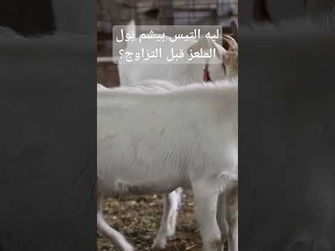 لماذا يشم التيس بول الماعز قبل التزاوج