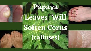  Papaya Leaves Will Soften Corns Calluses