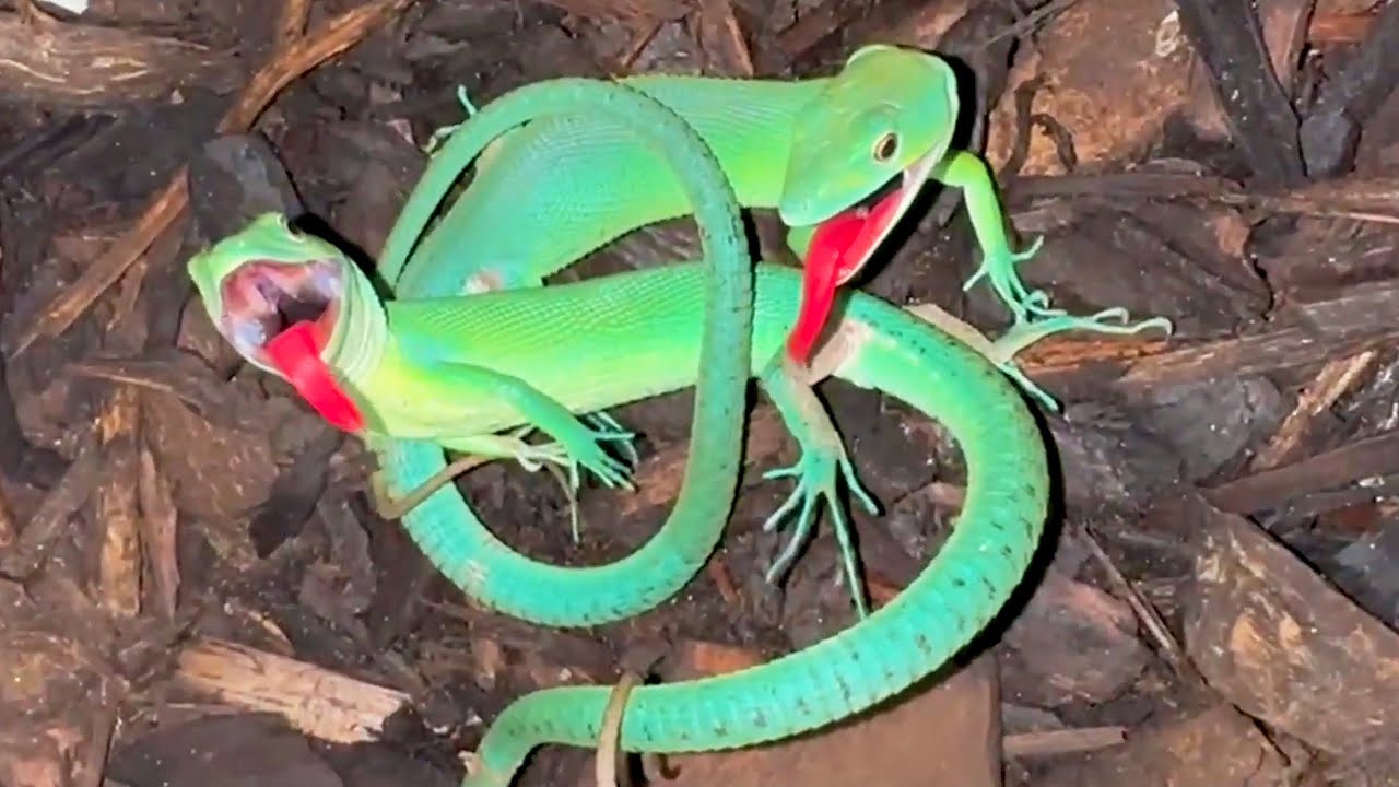 #84 Die besten Videos 2025 || ✪ Stern DuTube