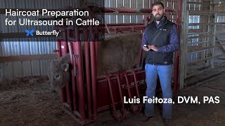 No Clipping Needed: Cattle Ultrasound Haircoat Prep | Butterfly Network