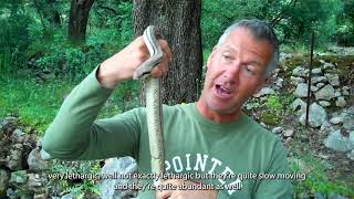 Four lined Rat Snake - 60 Second Species