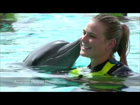 Must Watch – Amazing Fun at Dolphin Bay and Sealion Point in Atlantis