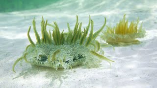 BAHAMAS AZULES: CORAL - Grandes Documentales