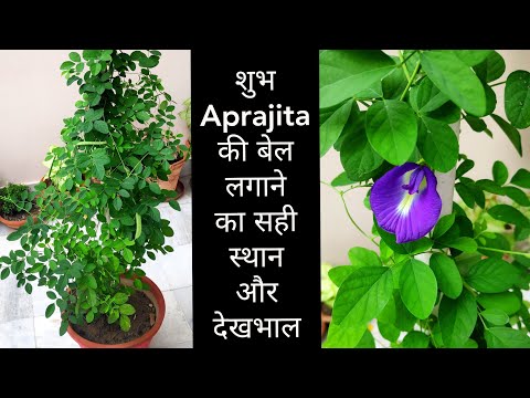 Aprajita vine plant care flowering n vastu tips place