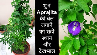 शुभ अपराजिता की बेल की देखभाल, Aprajita vine plant care flowering n vastu tips place