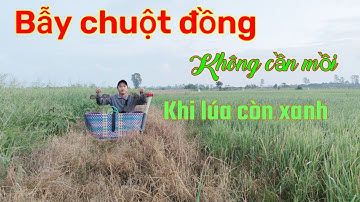 Bẫy chuột đồng không cần mồi... trên cánh đồng lúa còn xanh dính thấy mê luôn...Tèo Ngố TV...