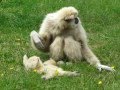 Zoo la Boissière du doré : Jeune gibbon lar / Baby lar gibbon