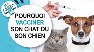 Vacciner Son Chat Ou Son Chien Youtube