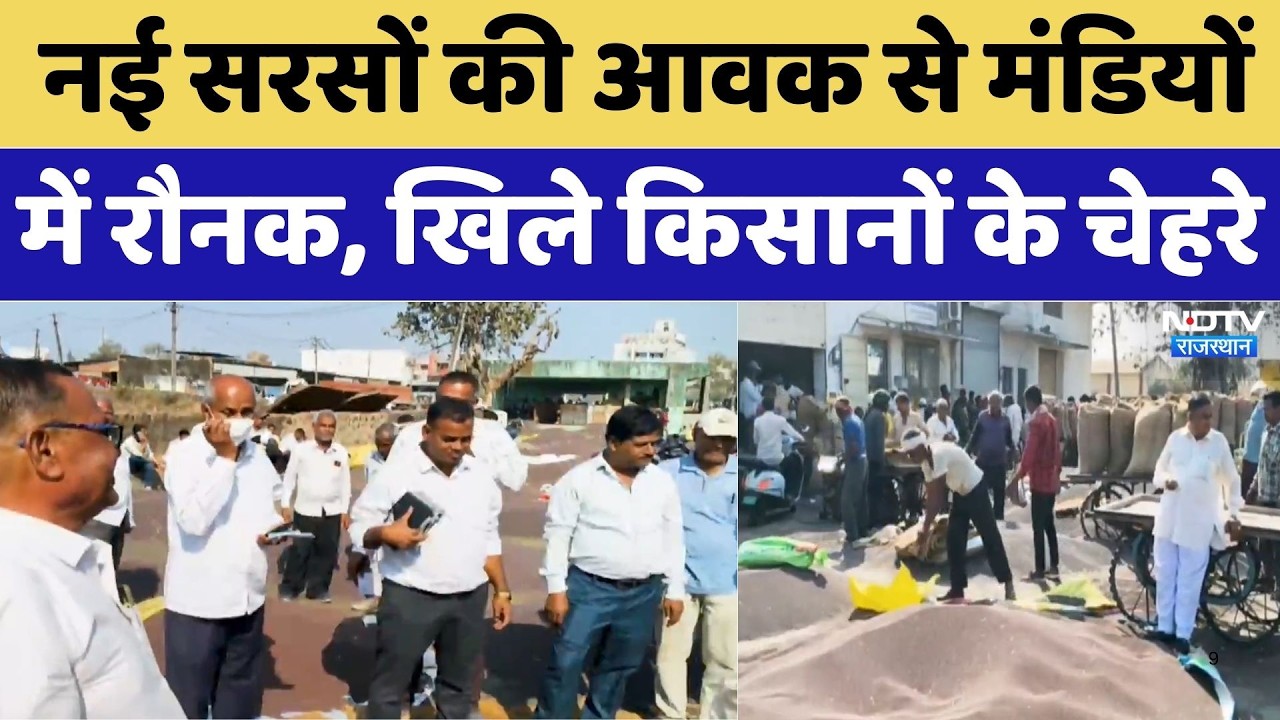 Sarson Mandi Bhav Today: नई सरसों की आवक से मंडियों में रौनक, खिले किसानों के चेहरे।Farmer Happiness