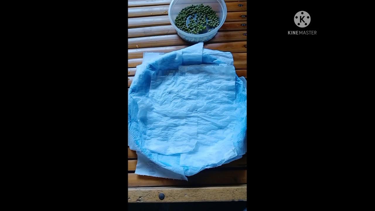 MONGGO SEED GERMINATION 3 DAYS EXPERIMENT USING SEED BOX,PLATE AND RAG