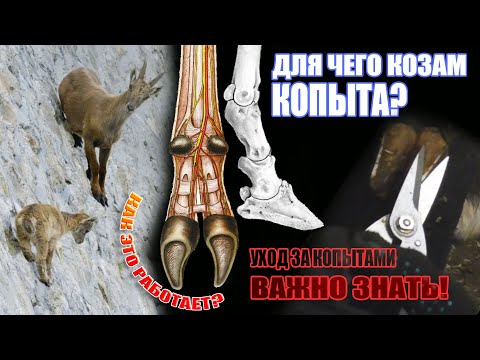 Обрезка копыт у козы / Внутреннее строение копыт / Болезни #козоводство #животноводство #зоология