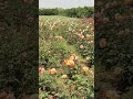 Phoolon ki Dunya: Nature ka Aik Anmol Tohfa | grafting in plants