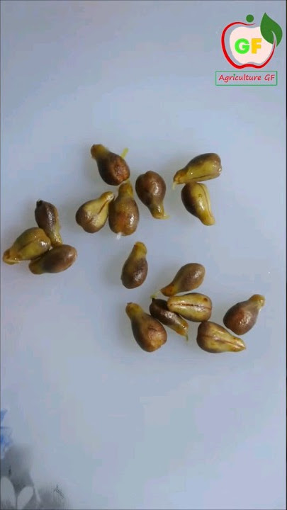 tips for growing grapes from seeds