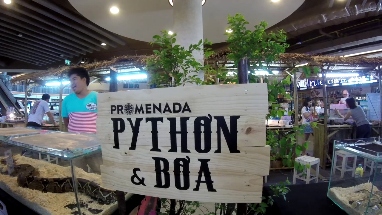 Thailand Exotic Reptile Expo - YouTube