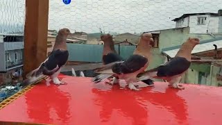 Tek Parça Kara Kuveytler Gine Kalite Uyguna Giti Be.. A Irlı