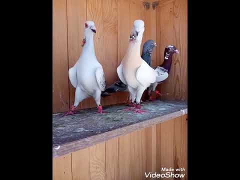 4 فحولة حمام مين فيهم الاجمل720p