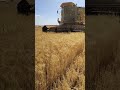 حصاد القمح في سوريا