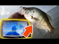 Livescope Fishing for SLAB Crappie (First Time Use AMAZING!)