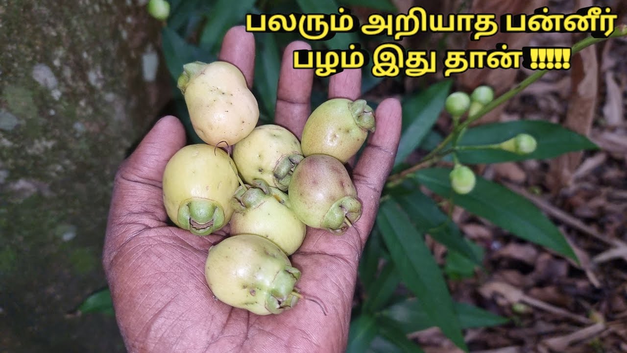 Syzygium jambos 