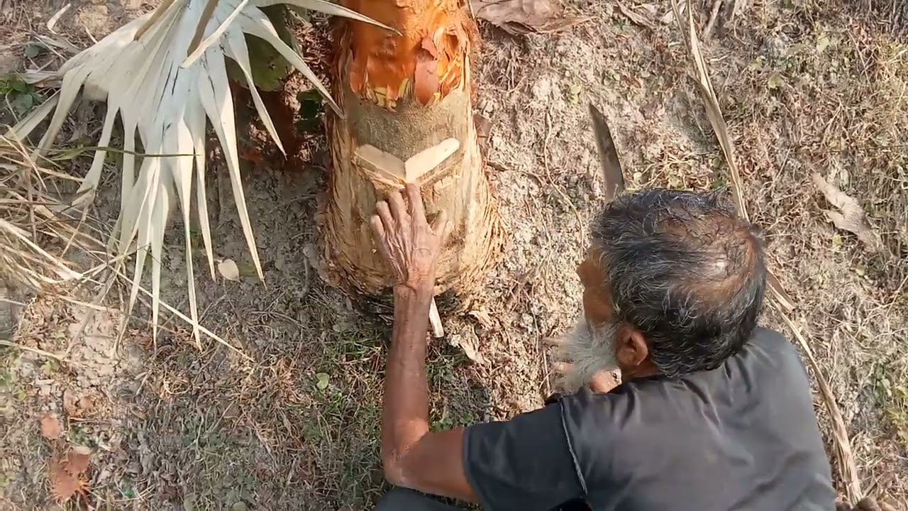 অল্প বয়সে যশোরের খেজুরের গাছির দায়িত্ব নিয়েছে বাঁচা এই গাছটি।