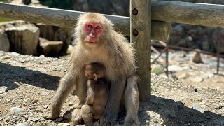 Japan's Snow Monkey Park #snowmonkey #japan