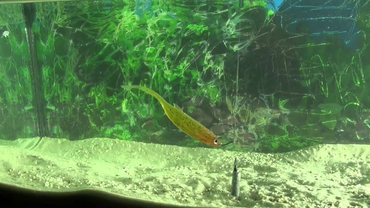 Castaic Jerky J Zanderköder mit Pin Tail  und für größere Barsche