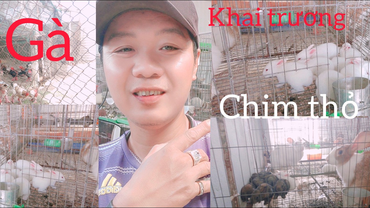 Khai trương chim 🕊 thỏ 🐰gà 🐔🐓🐓