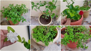 Money Plant - Mint - Pudina - Hibiscus - Tulsi - Jasmine - terrace garden- balcony gardening