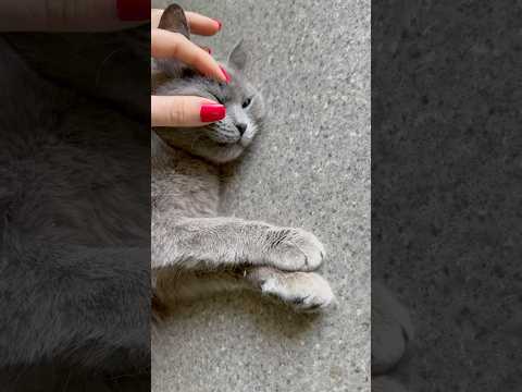 Кошка под наркозом