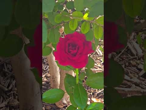 #nature #rose #robin #cardinals