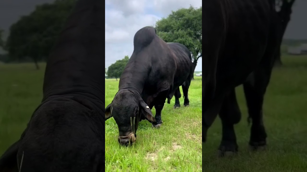 Toro Brahman Puro 😍❤️