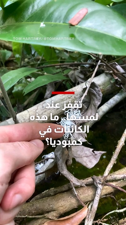      ..        ǿ
 - نشر قبل 1 ساعة