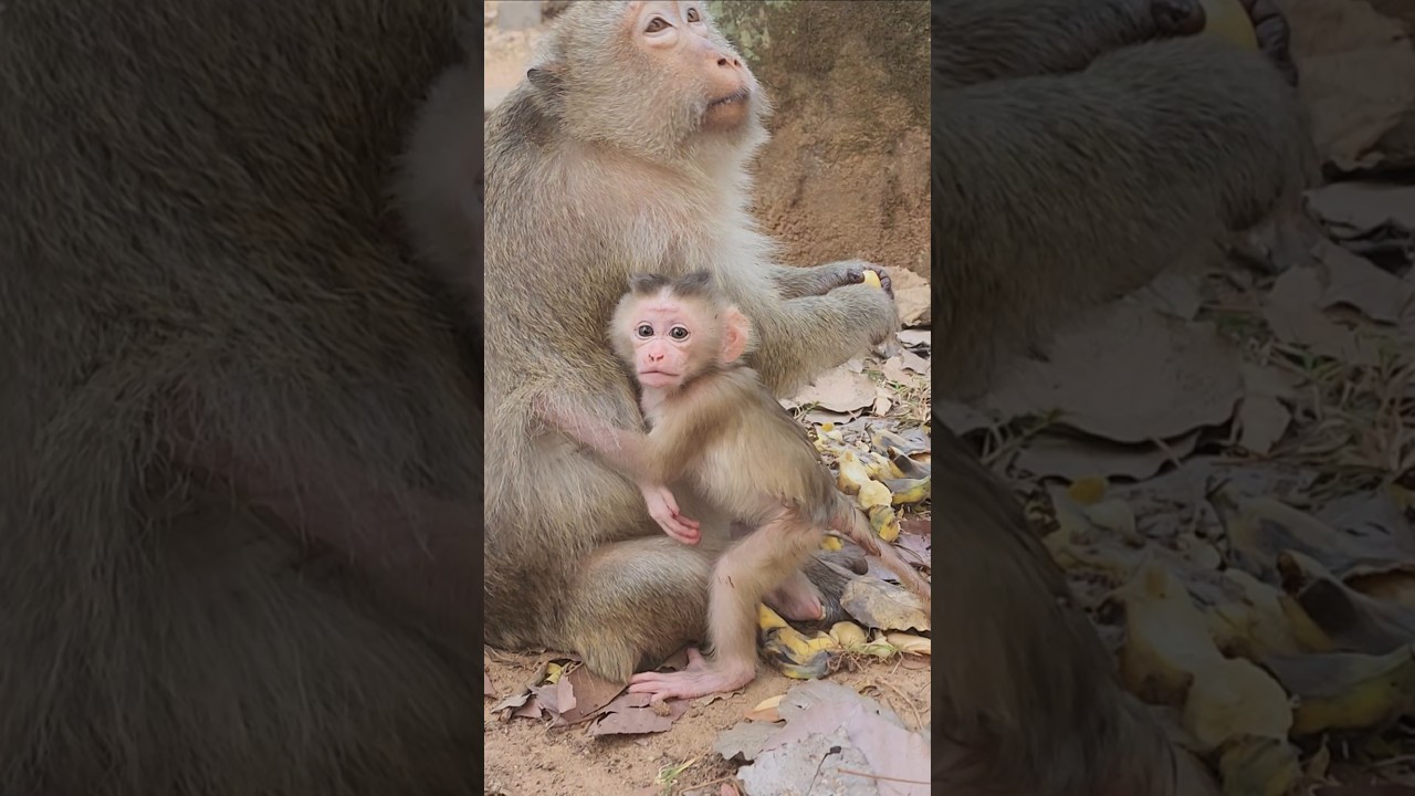 sweet adorable cute lovely baby monkey Boris attractive 