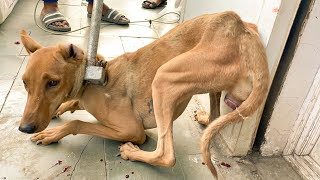 A blind homeless dog is rescued and treated with CTVT (Canine transmissible venereal tumor)