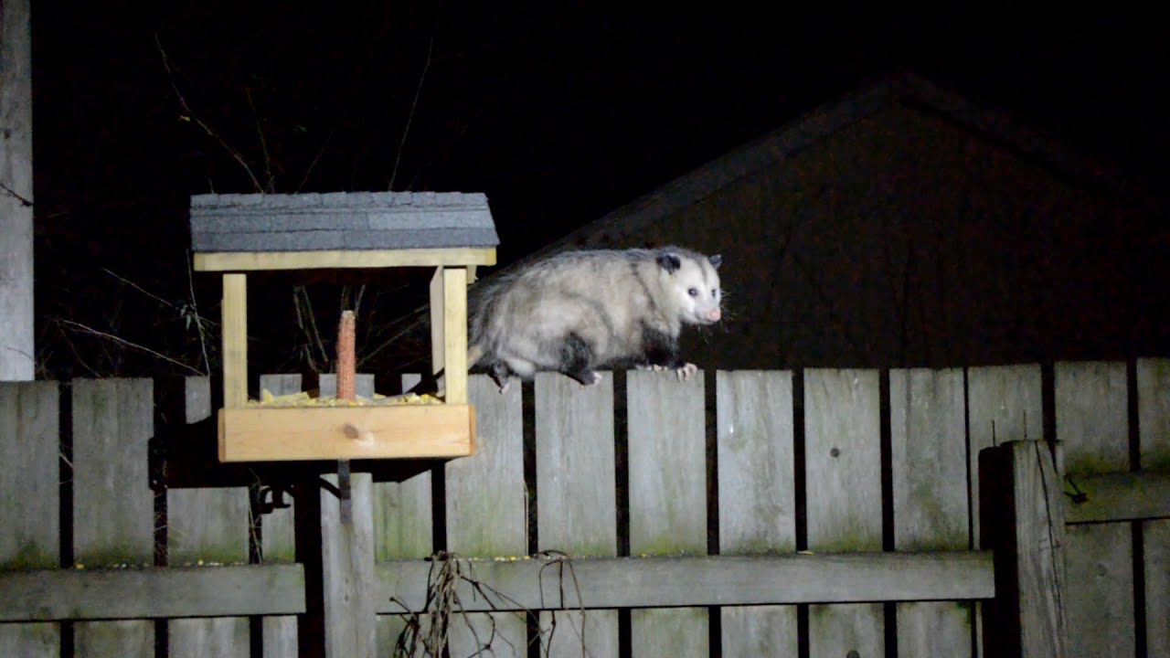 New Backyard Friends! - YouTube