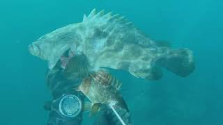 Full 20201024   Pole Spearfishing Japan Update