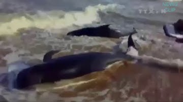 Chuyện lạ hàng trăm con cá voi khổng lồ mắc cạn hàng loạt trên bãi biển