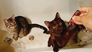 Играем с котятами лазером в ванной! Какая же милота!