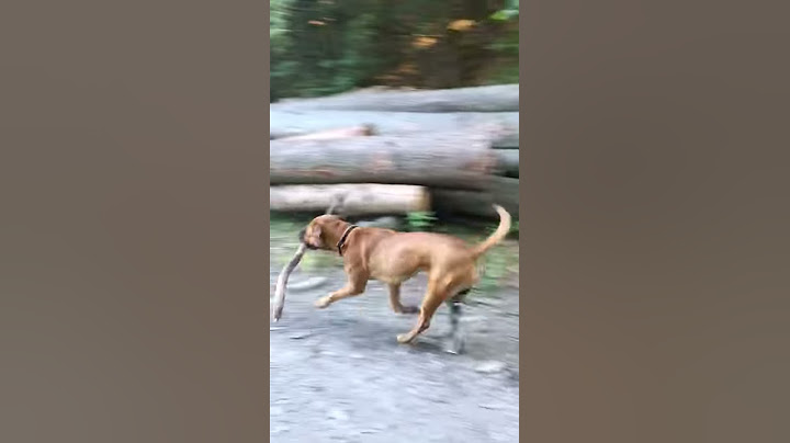 Kima mit Hunde-Prothese