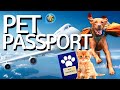 Your Pet NEEDS This Document To Fly: Creating a Pet Passport