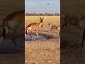 Hyena Attack Goes WRONG… Hartebeest Sends It Flying!